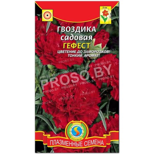 Гвоздика садовая Гефест