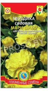 Гвоздика садовая Мария Шабо