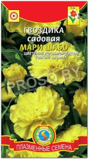 Гвоздика садовая Мария Шабо