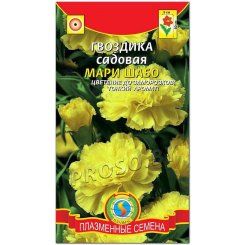 Гвоздика садовая Мария Шабо