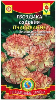 Гвоздика садовая Очарование