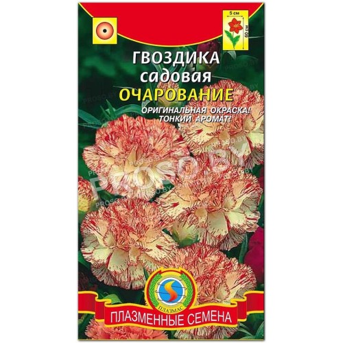 Гвоздика садовая Очарование