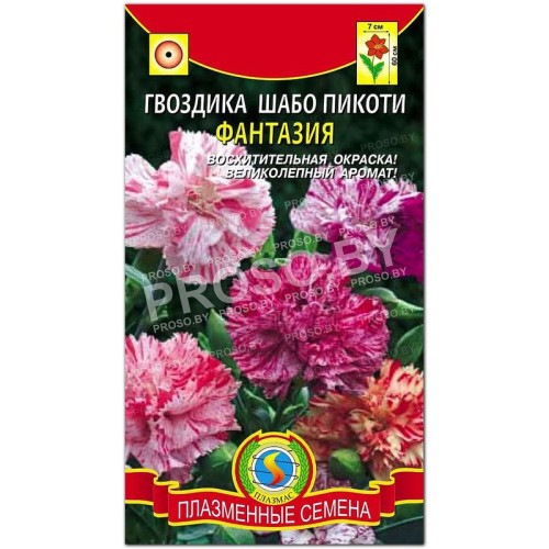 Гвоздика шабо пикоти Фантазия-1