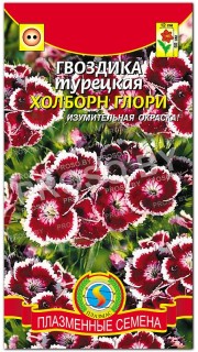 Гвоздика турецкая Холборн глори