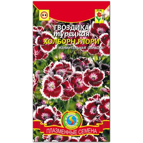 Гвоздика турецкая Холборн глори