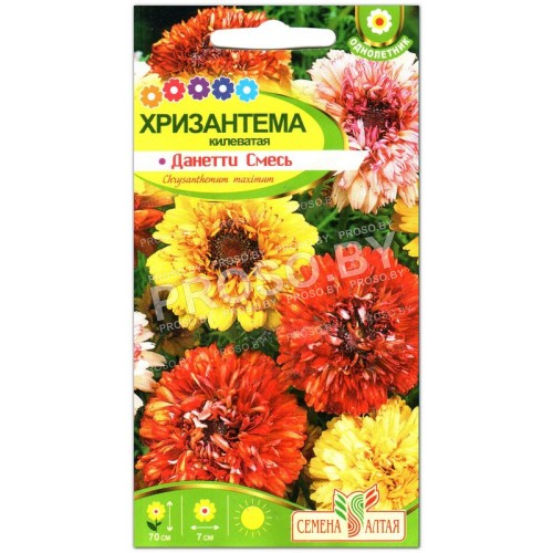 Хризантема Данетти килеватая, смесь