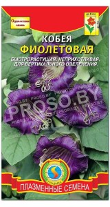 Кобея Фиолетовая