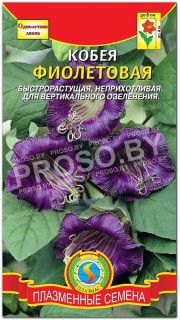 Кобея Фиолетовая