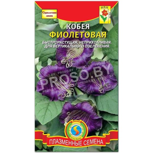 Кобея Фиолетовая