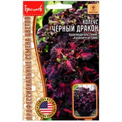Колеус Черный (блэк) дракон