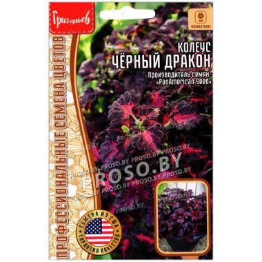 Колеус Черный (блэк) дракон