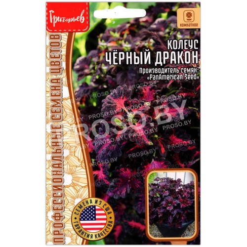 Колеус Черный (блэк) дракон-3
