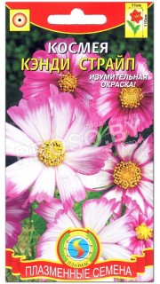 Космея Кэнди страйп