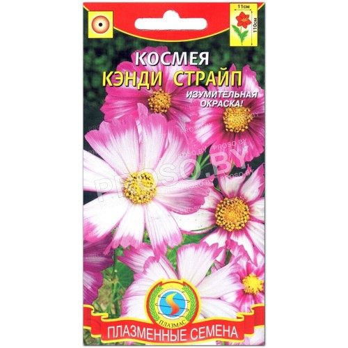 Космея Кэнди страйп