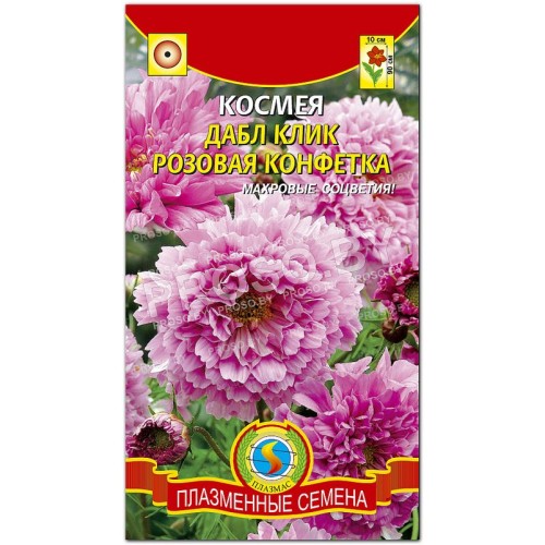 Космея Дабл клик Розовая конфетка