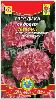 Гвоздика садовая Аврора