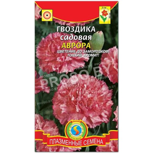 Гвоздика садовая Аврора