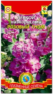 Левкой низкорослый Розовый гном