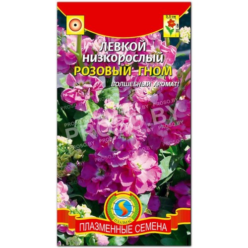 Левкой низкорослый Розовый гном
