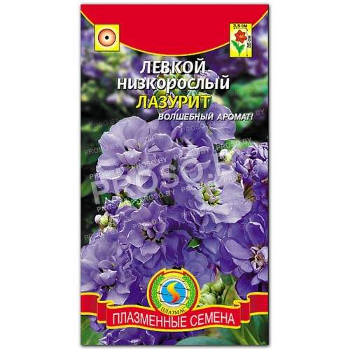Левкой низкорослый Лазурит