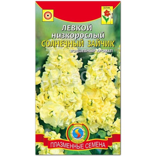 Левкой низкорослый Солнечный зайчик