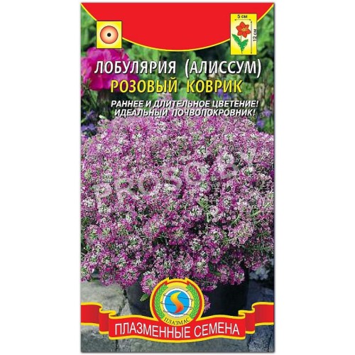 Алиссум Розовый коврик