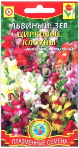 Львиный зев Цирковые клоуны