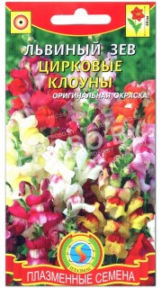 Львиный зев Цирковые клоуны