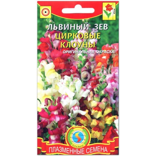 Львиный зев Цирковые клоуны