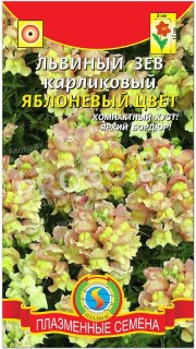 Львиный зев карликовый Яблоневый цвет