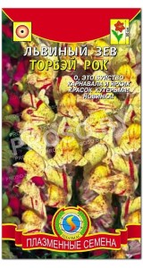 Львиный зев Торбэй рок