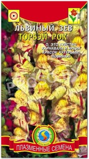 Львиный зев Торбэй рок