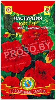 Настурция Костер