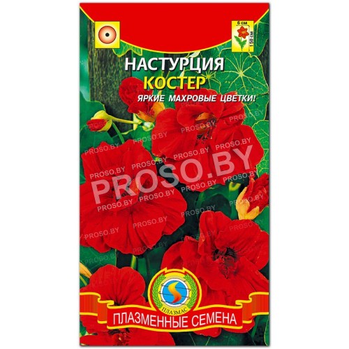Настурция Костер