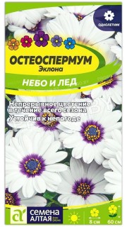 Остеоспермум Небо и лед