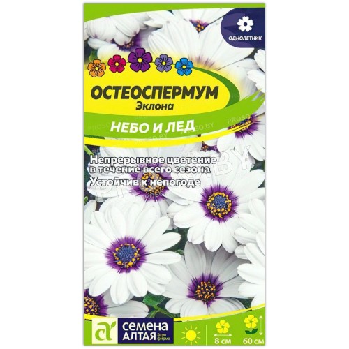 Остеоспермум Небо и лед