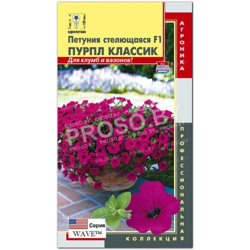 Петуния стелющаяся Пурпл классик F1, серия WAVE
