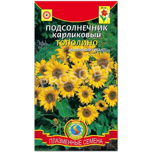 Подсолнечник карликовый Тополино