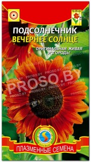 Подсолнечник Вечернее солнце