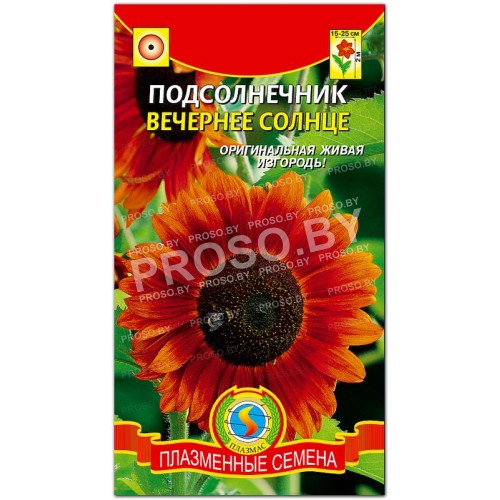 Подсолнечник Вечернее солнце