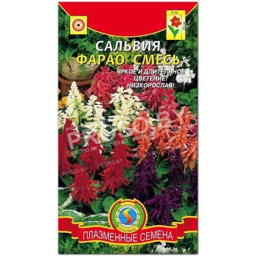 Сальвия Фарао, смесь