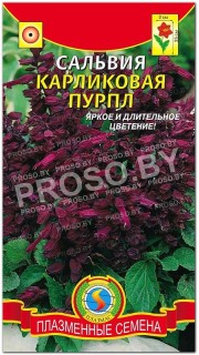 Сальвия карликовая Пурпл