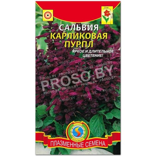 Сальвия карликовая Пурпл