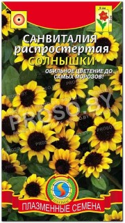 Санвиталия распростертая Солнышки
