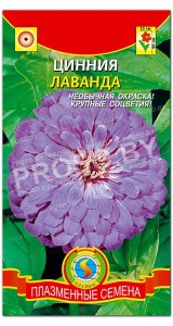 Цинния Лаванда