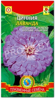 Цинния Лаванда