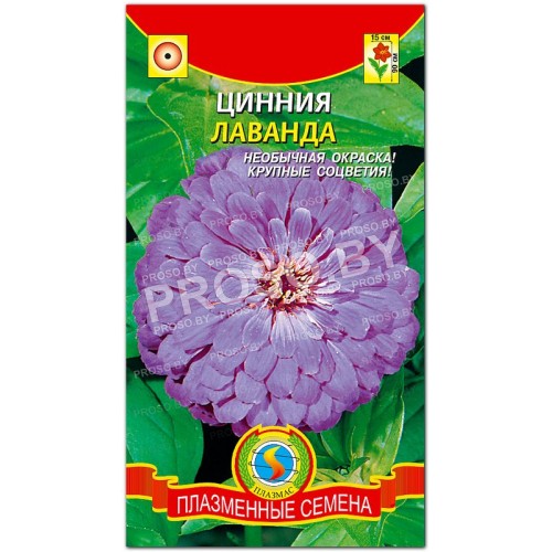 Цинния Лаванда