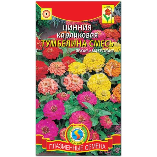 Цинния карликовая Тумбелина, смесь