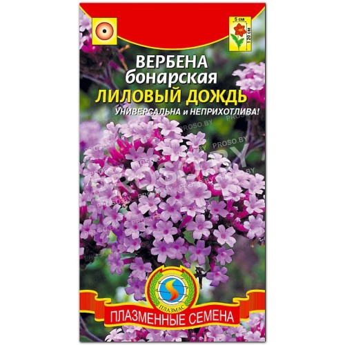 Вербена бонарская Лиловый дождь