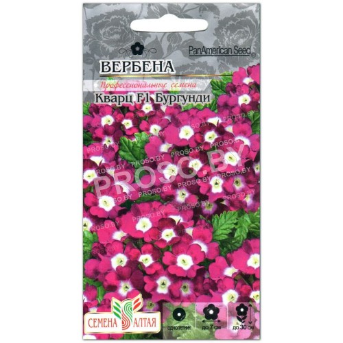 Вербена Кварц бургунди F1